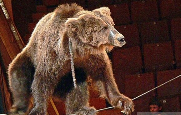 фото DR У Франції заборонять виступи диких тварин у пересувних цирках і розведення дельфінів