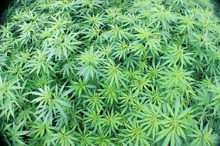 Aphria і Tilray об'єднуються, щоб створити найбільшу компанії з виробництва канабісу Aphria і Tilray об'єднуються, щоб створити найбільшу компанії з виробництва канабісу