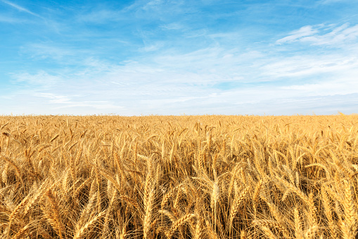 Україна у 2020 році скоротила експорт пшениці на 1,8% і кукурудзи на 6,4%