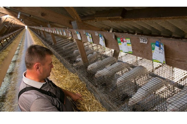 фото DR Швеція закриває в країні норкові ферми до кінця цього року