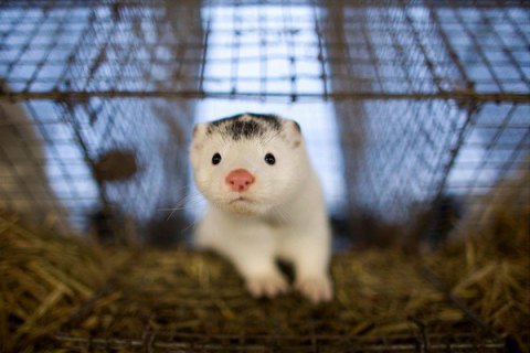фото DR Коронавірус на норкових фермах мутував і став сильнішим проти людських антитіл - дослідження