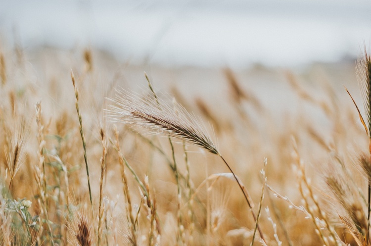 Цьогоріч очікується рекордний врожай зернових – Мінекономіки