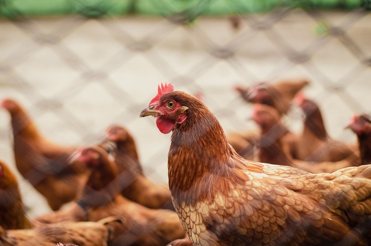 Україна відновлює експорт м'яса птиці до ЄС