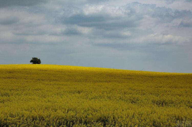 Вартість землі може зростати від 2 до 5 разів після запуску ринку – Шмигаль Вартість землі може зростати від 2 до 5 разів після запуску ринку – Шмигаль