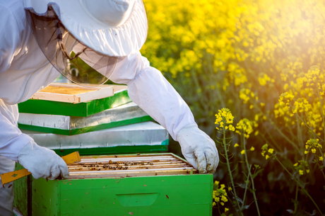 Спасти полосатых: как депутаты хотят противостоять отравлению пчел