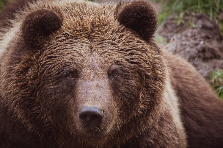 «Укрзалізниця» передасть голландському зоопарку двох ведмедів