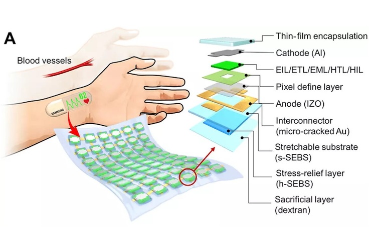 фото Science Advances Samsung розробила еластичний дисплей, який кріпиться на зап'ясток і вимірює ритм серця