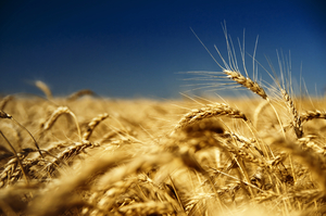 Куда продать: перспективные рынки для экспорта украинского зерна