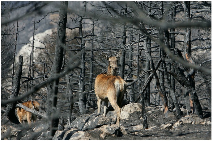 WWF: лісові пожежі в світі загрожують існуванню багатьох видів диких тварин