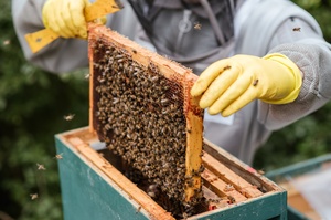 Катар відкрив ринок для українських виробників меду та продуктів бджільництва