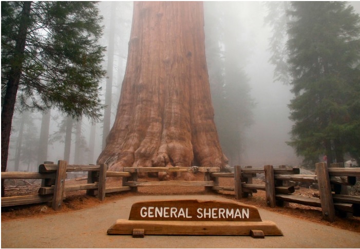 Каліфорнійські лісові пожежі загрожують найбільшому дереву в світі – «Генералу Шерману»