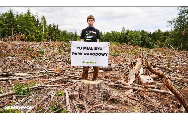 Greenpeace Polska Польща відновила вирубку Біловезької пущі, незважаючи на постанову суду ЄС