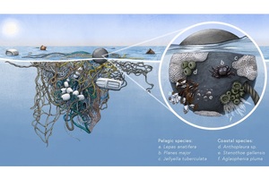 «Велике переселення видів» через пластик в океані: вчені зробили нове відкриття