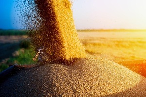 Україна збільшила експорт зерна з початку сезону на 23,5%