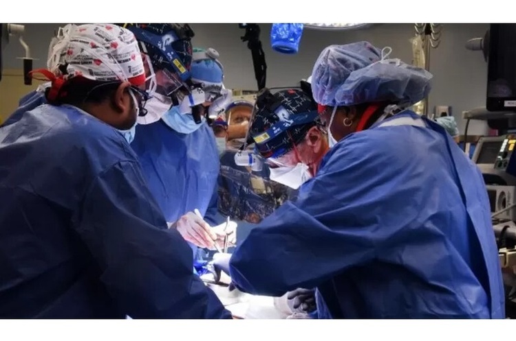 Лікарі в США вперше в історії успішно пересадили людині серце генно-модифікованої свині