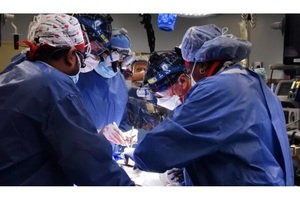 Лікарі в США вперше в історії успішно пересадили людині серце генно-модифікованої свині