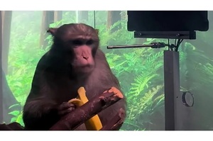 Зоозахисники звинуватили компанію Маска Neuralink в смерті двох десятків піддослідних мавп