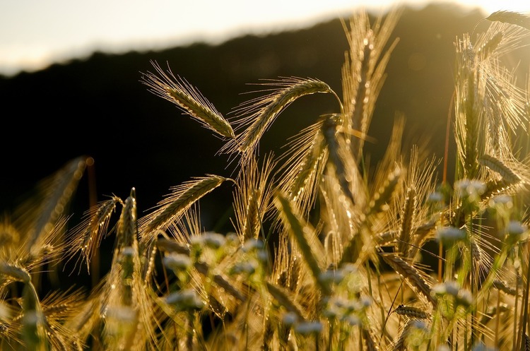 Експорт агропродукції з України до Євросоюзу зріс на 26% у 2021 Експорт агропродукції з України до Євросоюзу зріс на 26% у 2021
