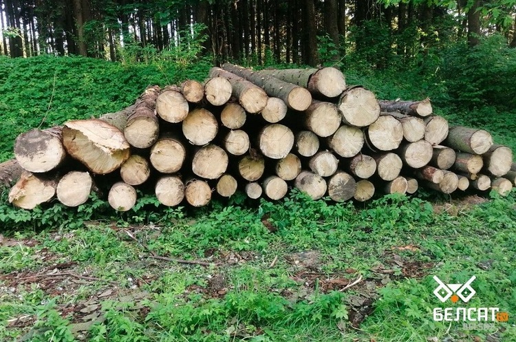 Білорусь і росію позбавили права експортувати продукцію деревообробки