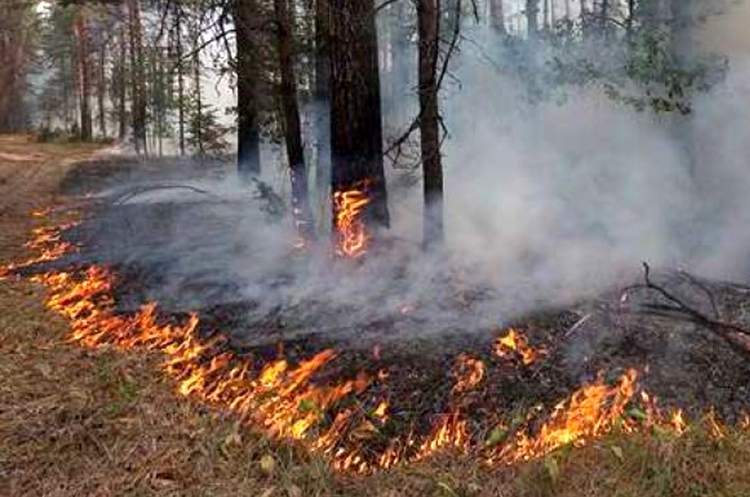 Fire from invader's bombardments damaged almost 102,000 ha of landscapes Fire from invader's bombardments damaged almost 102,000 ha of landscapes
