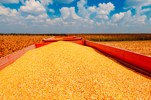 США та Європа опрацьовують безпечні маршрути для експорту зерна з України