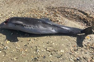 Через російську війну в Чорному морі масово вмирають дельфіни - екологи