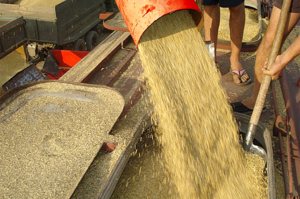 Украина экспортирует по суше около 1,5 млн тонн зерна в месяц
