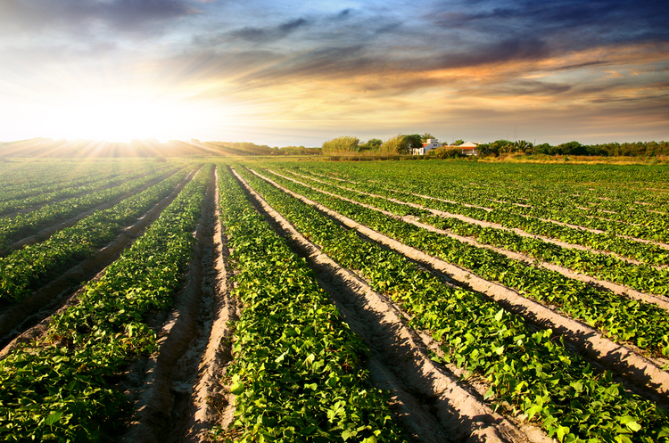 Год без моратория: первые итоги рынка земель сельхозначения