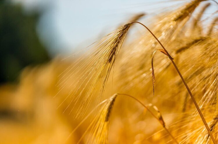 Россияне обстрелами уничтожили 230 га урожая пшеницы в Николаевской области – ГСЧС