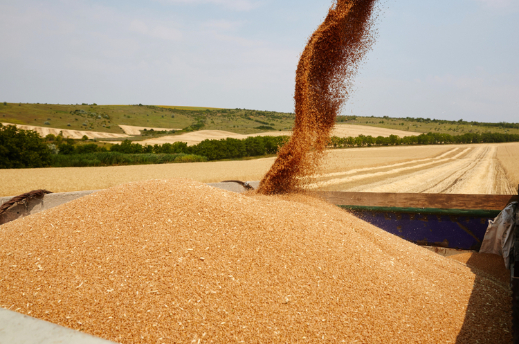 Єгипет не відмовився від купівлі українського зерна: контракт зірвався, але його переукладуть