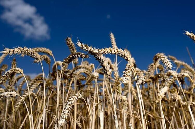 Україна запропонувала Лівану купити вкрадене росією українське зерно