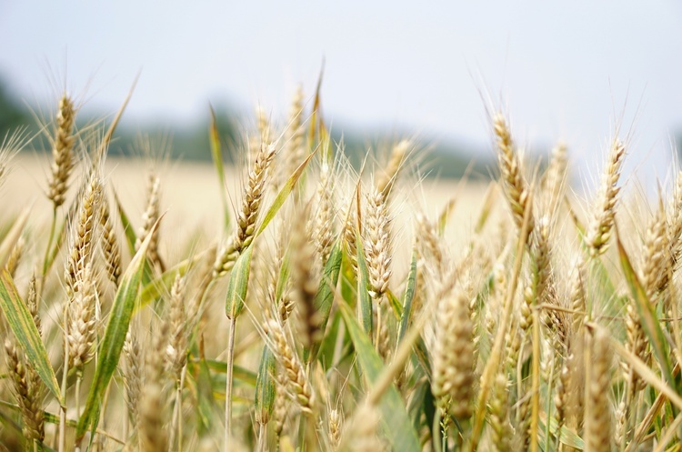 Україна експортувала зернових культур на початку 2022 року майже 121 тонну  — це на 99% менше, ніж минулого року