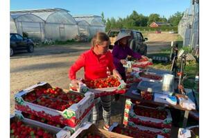У Фінляндії тисячі кілограмів полуниці згниють на полях - раніше основною робочою силою були українці