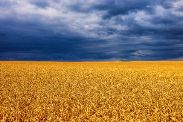 ООН планує експортувати «зерновим коридором» з України по 2–5 млн тонн зерна щомісяця – Reuters