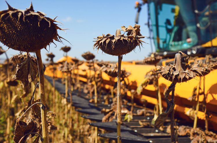 Назад до витоків: Україна нарощує експорт соняшнику замість соняшникової олії