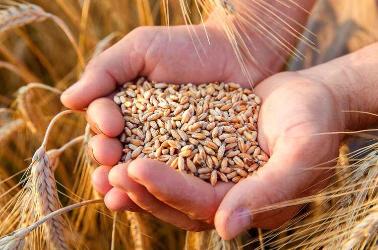 До Сомалі вже найближчими тижнями прибуде 28 600 тонн української пшениці – Зеленський