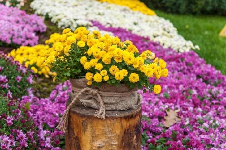 Відкриття виставки хризантем на «Співочому» знову переноситься Відкриття виставки хризантем на «Співочому» знову переноситься