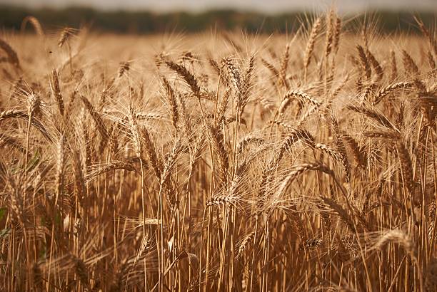 Україна експортувала понад 18 млн тонн зерна з початку маркетингового року