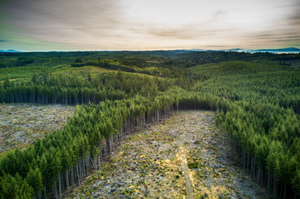 ЄС планує заборонити торгівлю товарами отриманими внаслідок вирубки лісів