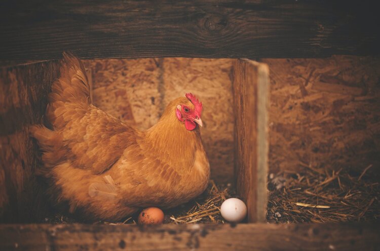 Russians destroyed production at Chornobaivka poultry farm – losses amounted to 12 billion UAH Russians destroyed production at Chornobaivka poultry farm – losses amounted to 12 billion UAH