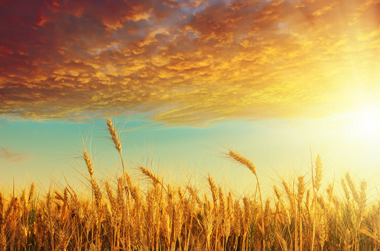 Ukraine became the world's ninth largest wheat producer in 2022 – media Ukraine became the world's ninth largest wheat producer in 2022 – media