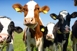 Білл Гейтс вклав $12 млн у добавку, яка допоможе зробити корів «більш екологічними»