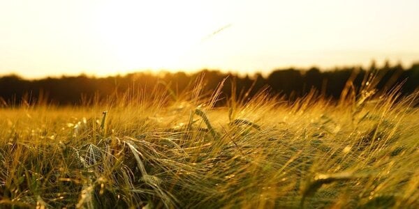 Держгеокадастр може скасовувати угоди купівлі-продажу та оренди землі – постанова Держгеокадастр може скасовувати угоди купівлі-продажу та оренди землі – постанова
