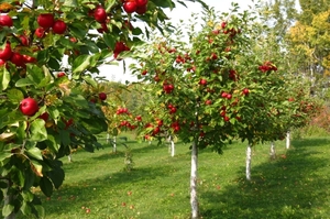 В Україні змінився порядок надання грантів на садівництво та виноградарство – Мінагрополітики