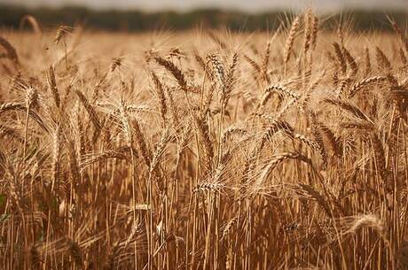 Ukraine exported 3.8 million tonnes of agricultural products in the first half of March