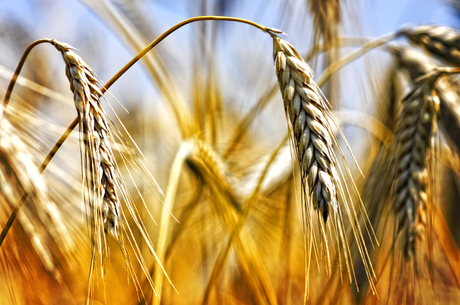 Global grain traders leave russia. How is this going to affect the Ukrainian agricultural market?