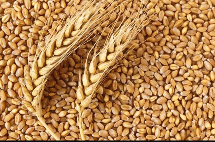 Poland announces suspension of imports of Ukrainian grain at least until July Poland announces suspension of imports of Ukrainian grain at least until July