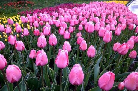 У столичному парку Співоче невдовзі відкриється виставка тюльпанів