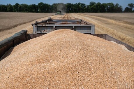 Grain update: What has changed after a week of the EU blockade of Ukrainian agricultural products