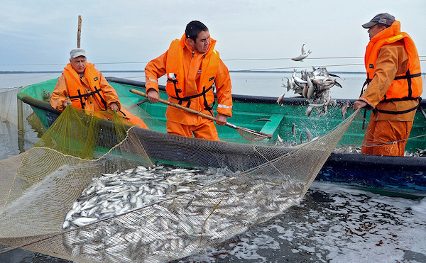 Зеленський підписав ухвалений у березні закон щодо реформи в рибному господарстві